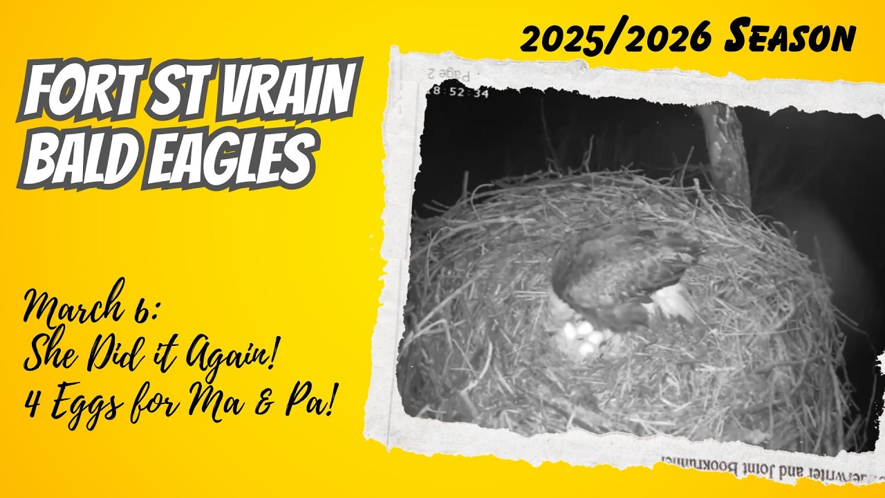 Four Eggs in a Snowstorm! 🥚❄️ | Fort St Vrain Nest (3/6)