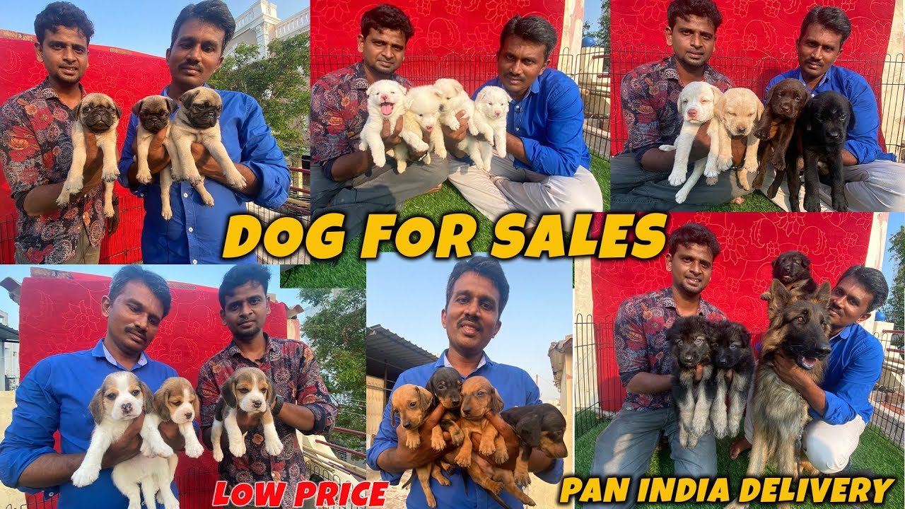 DOGS For Sale / Puppy Sales in Chennai / Dog Kennel in Tamilnadu  /  Daisy Kennel / Sandy Vlogs