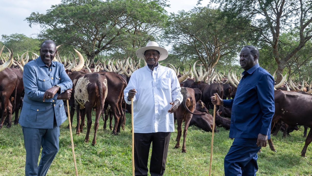Museveni shows off his large herds of cattle, says he’s a rich man