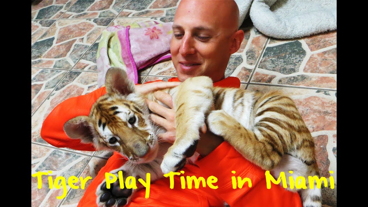 Meet The Baby Bengal Tiger at Miami's Zoological Wildlife Foundation