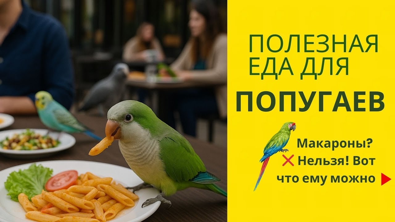 Чем кормить попугая? Лучшие продукты для здоровья попугая