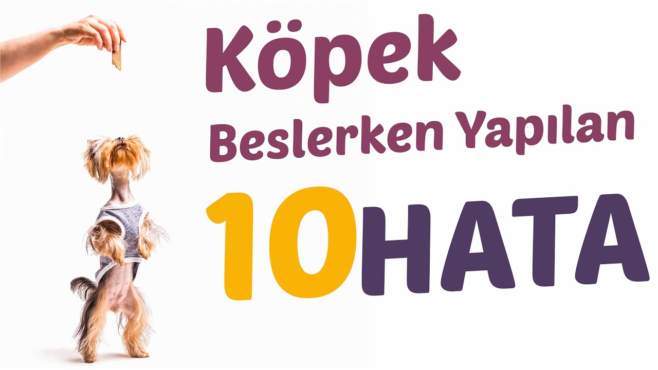 Köpek Beslerken Yapılan 10 Hata