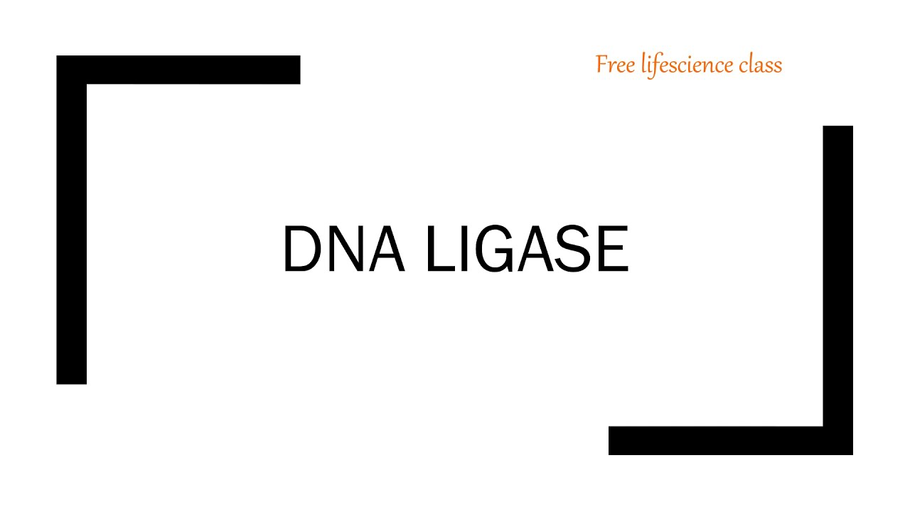 DNA LIGASE