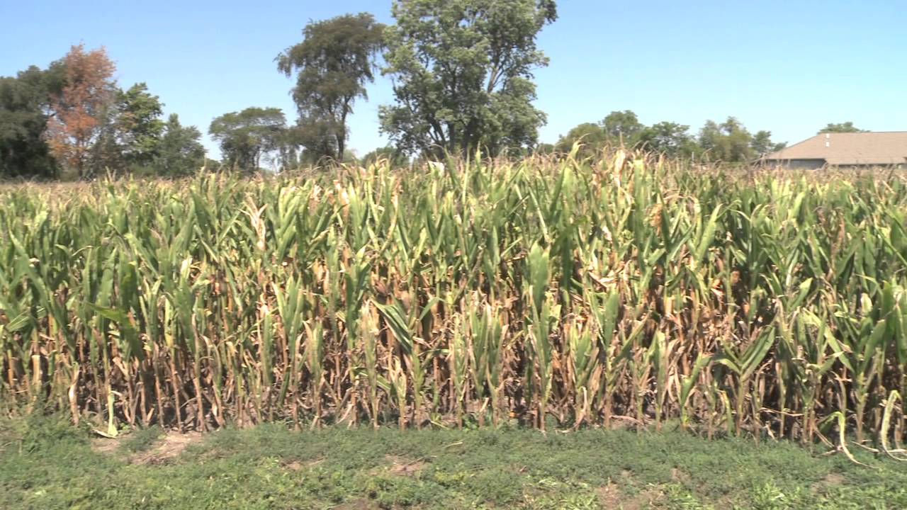 Crop Insurance Adjuster Testimonials