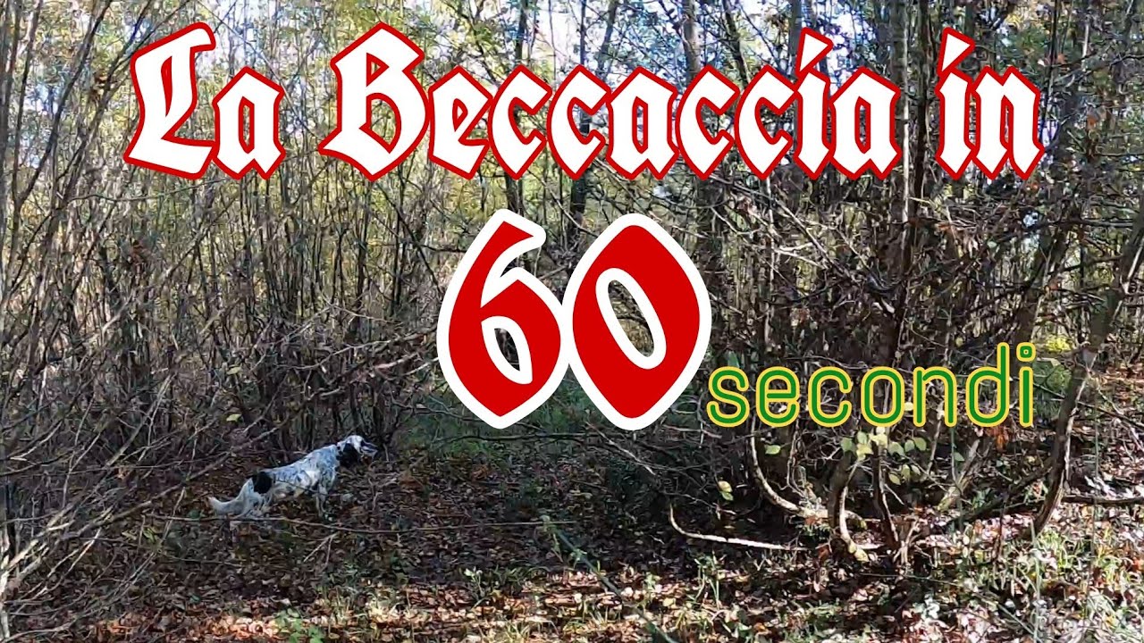 Caccia alla beccaccia: in 60 secondi -  La Regina del bosco  con Benito il Breton Assunta la Setter