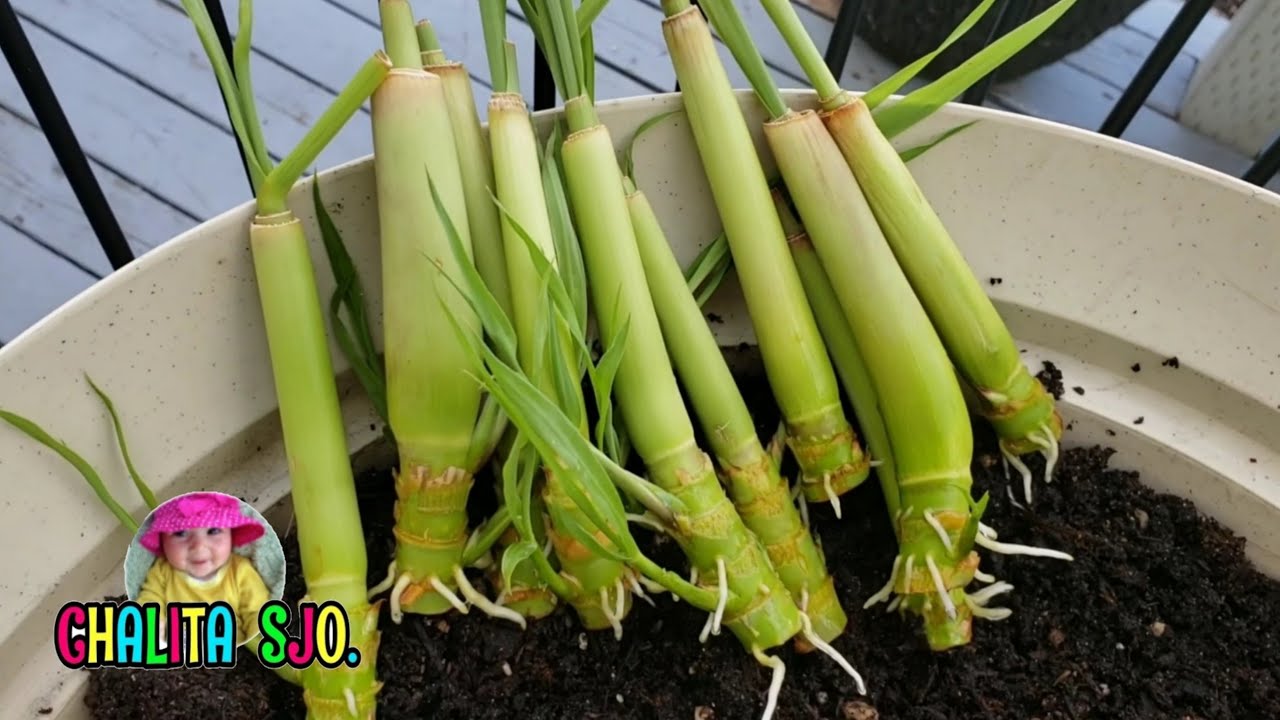 วิธีปักชำตะไคร้ในกระถาง รากงอกเร็ว ก้านเขียวสวยไม่มีเชื้อรา | How To Grow Lemongrass