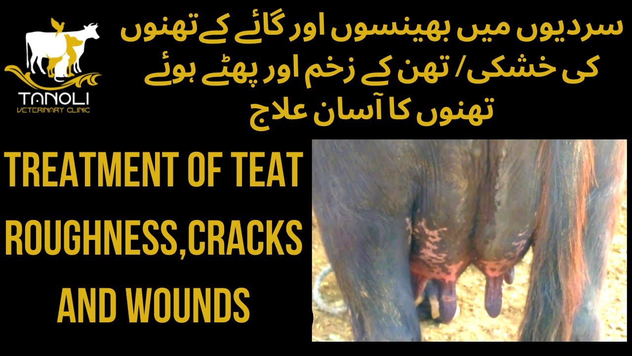 Treatment of Teat Roughness,Cracks || سردیوں میں بھینسوں اور گائے کےتھنوں کی  خشکی/ زخم کا آسان علاج