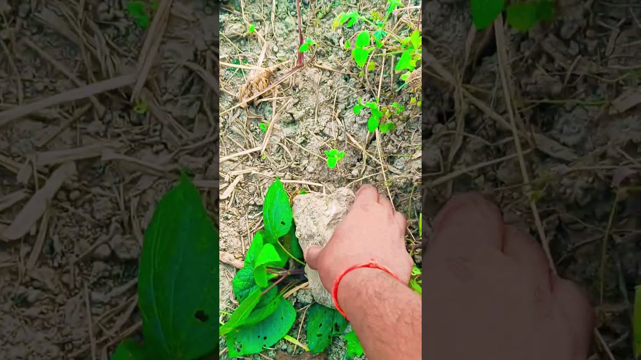 Jai shree Krishna | Jai shree Ram