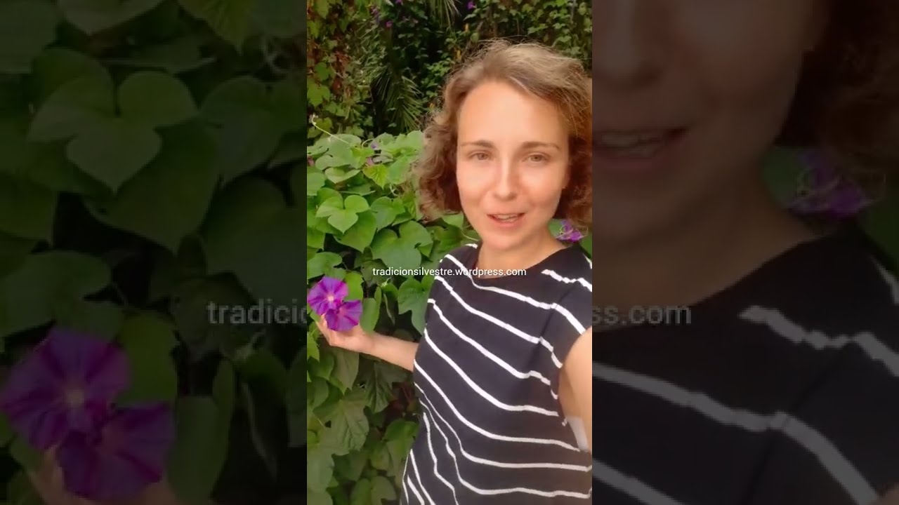 Las ipomoeas, tan bellas como peligrosas.