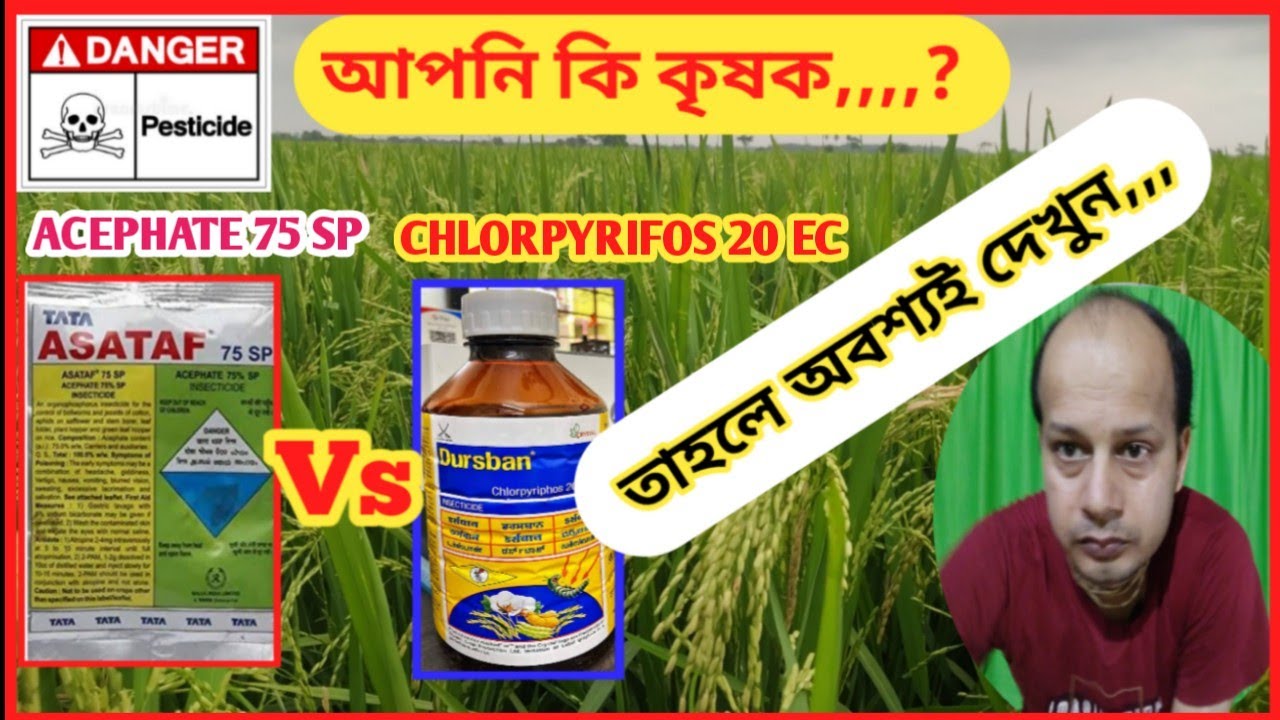 Tata Asataf Vs Crystal Dusrban || Acephate 75 Sp Vs Chlorpyrifos 20 Ec