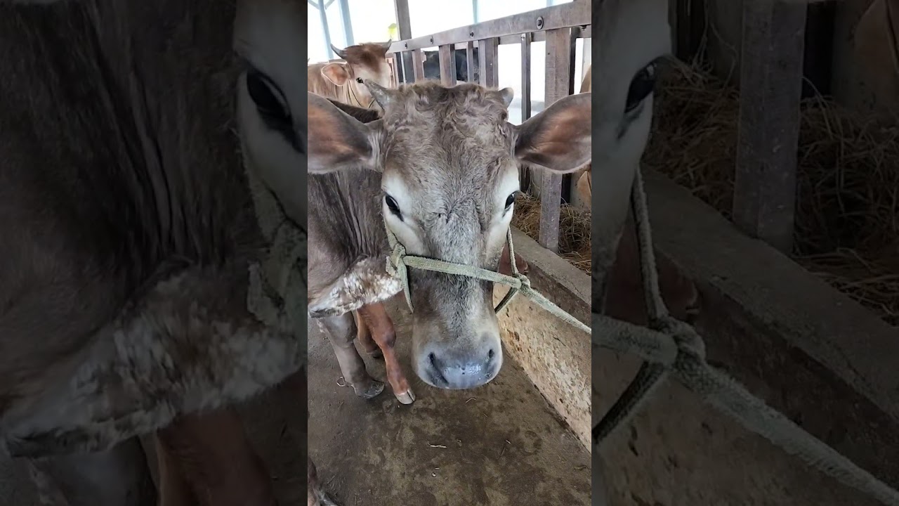 7-3-2026 Hôm nay em có về mẹ con, 3 đực lỡ, 4 tơ vip, giá siêu yêu thương  LH:0369583996♥️🐄