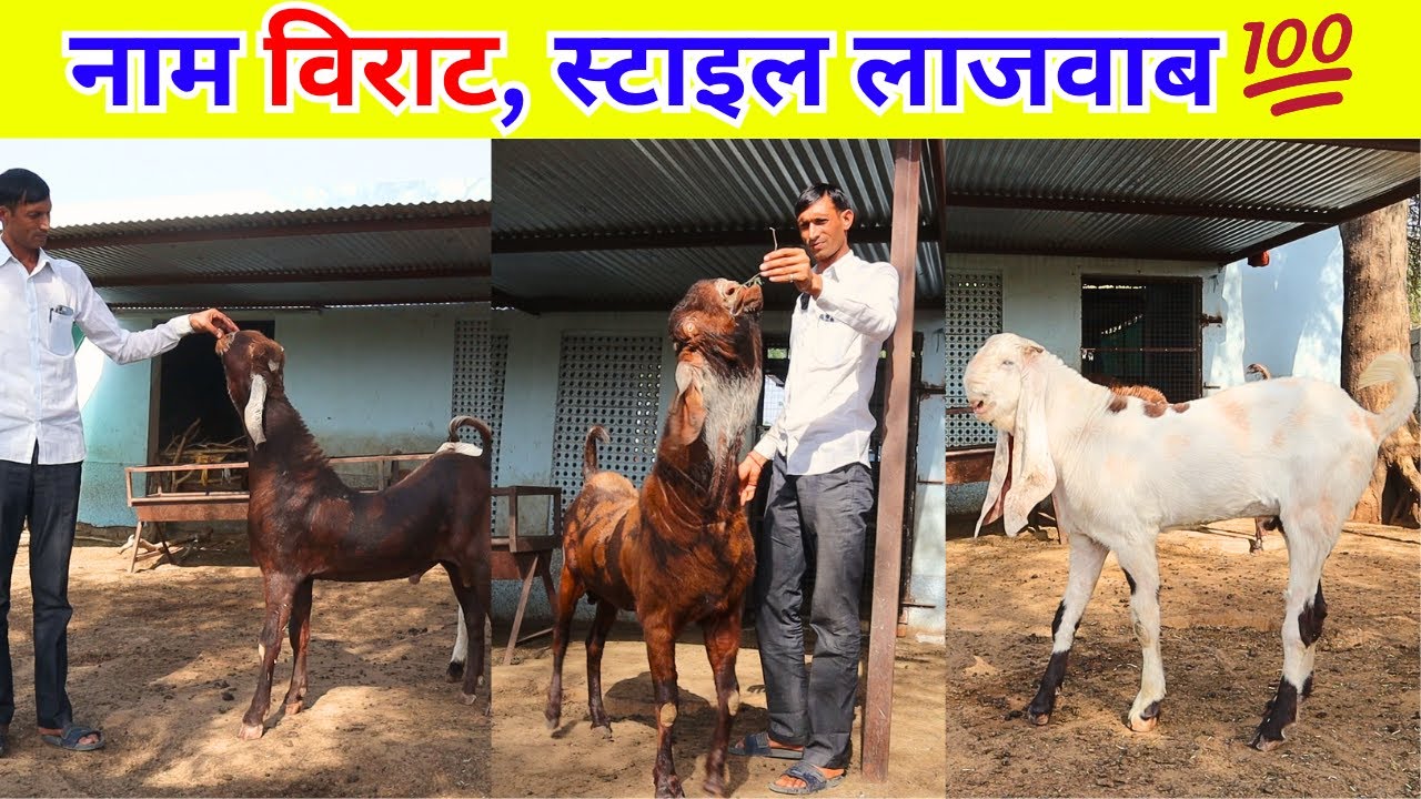 नाम विराट , स्टाइल लाजवाब 💯- TOP CLASS AJMERI BREEDERS