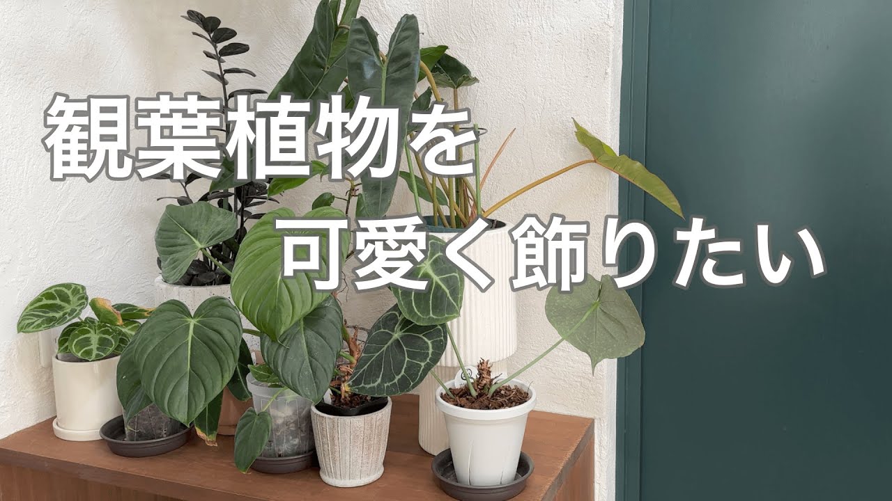 観葉植物を可愛く配置したいがセンスがなかった・・w