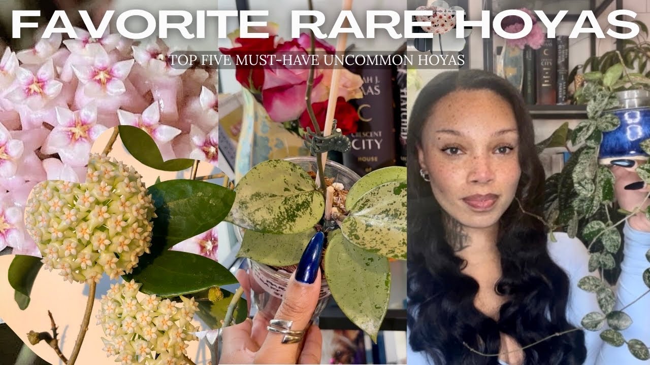 Top Rare Unique Hoyas to add into any collection 🌿 | Houseplant Tour 2025 🌿 | Hoya Collection