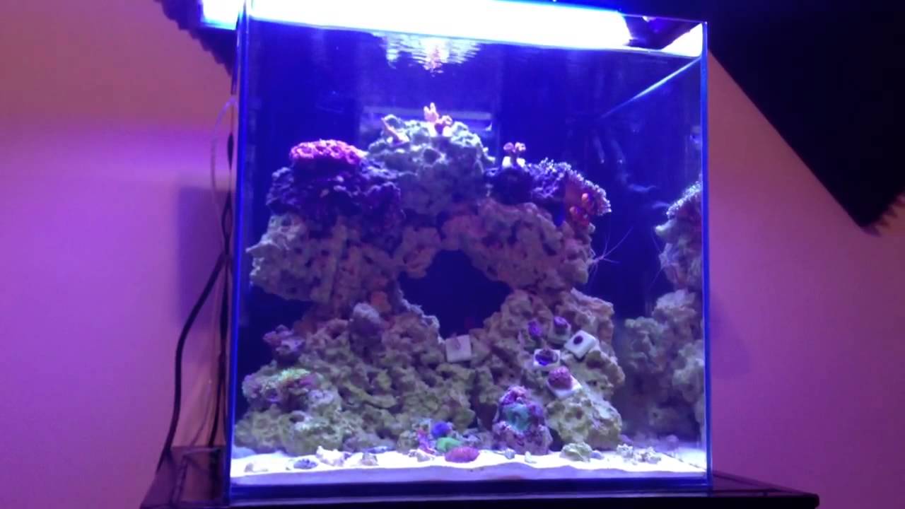 Mr Aqua 25 Gallon Rimless Cube: 4 month update