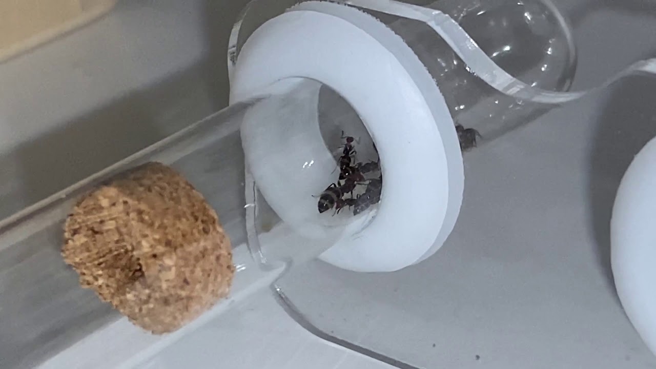 Les exotiques, pause hivernale, Bilan 2020
