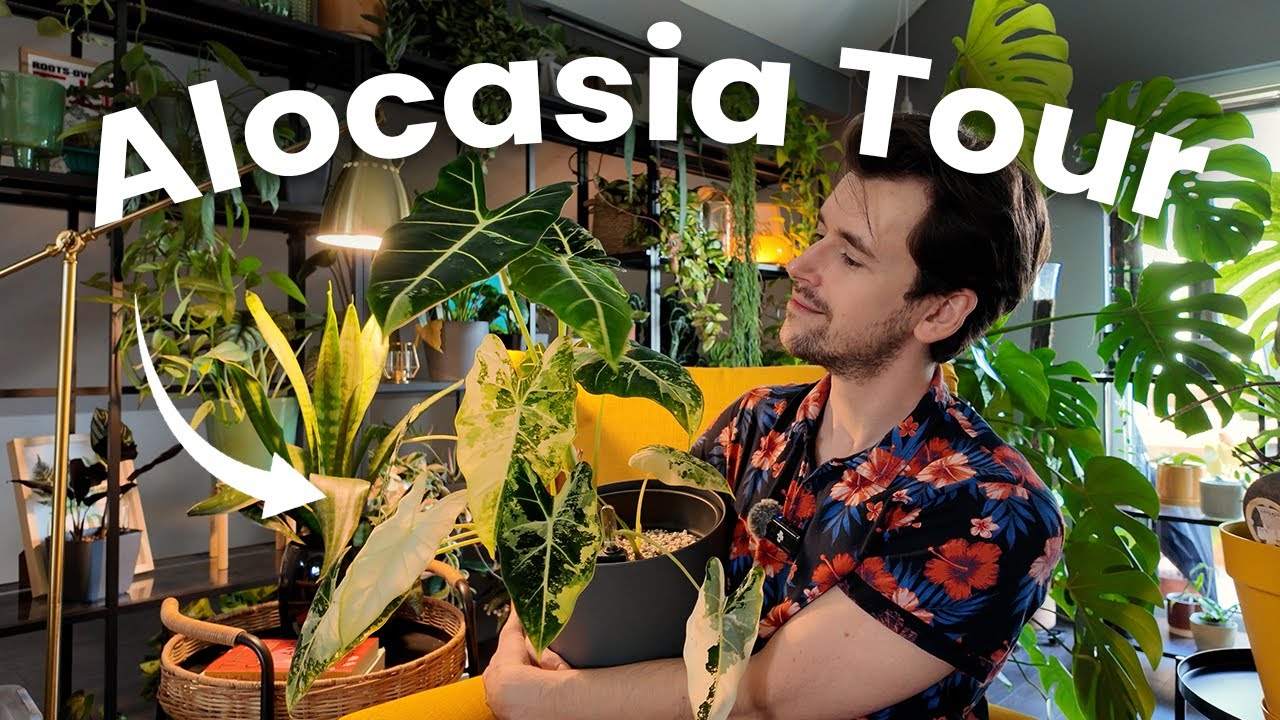 Every Alocasia I Own… RANKED! 🌿👑