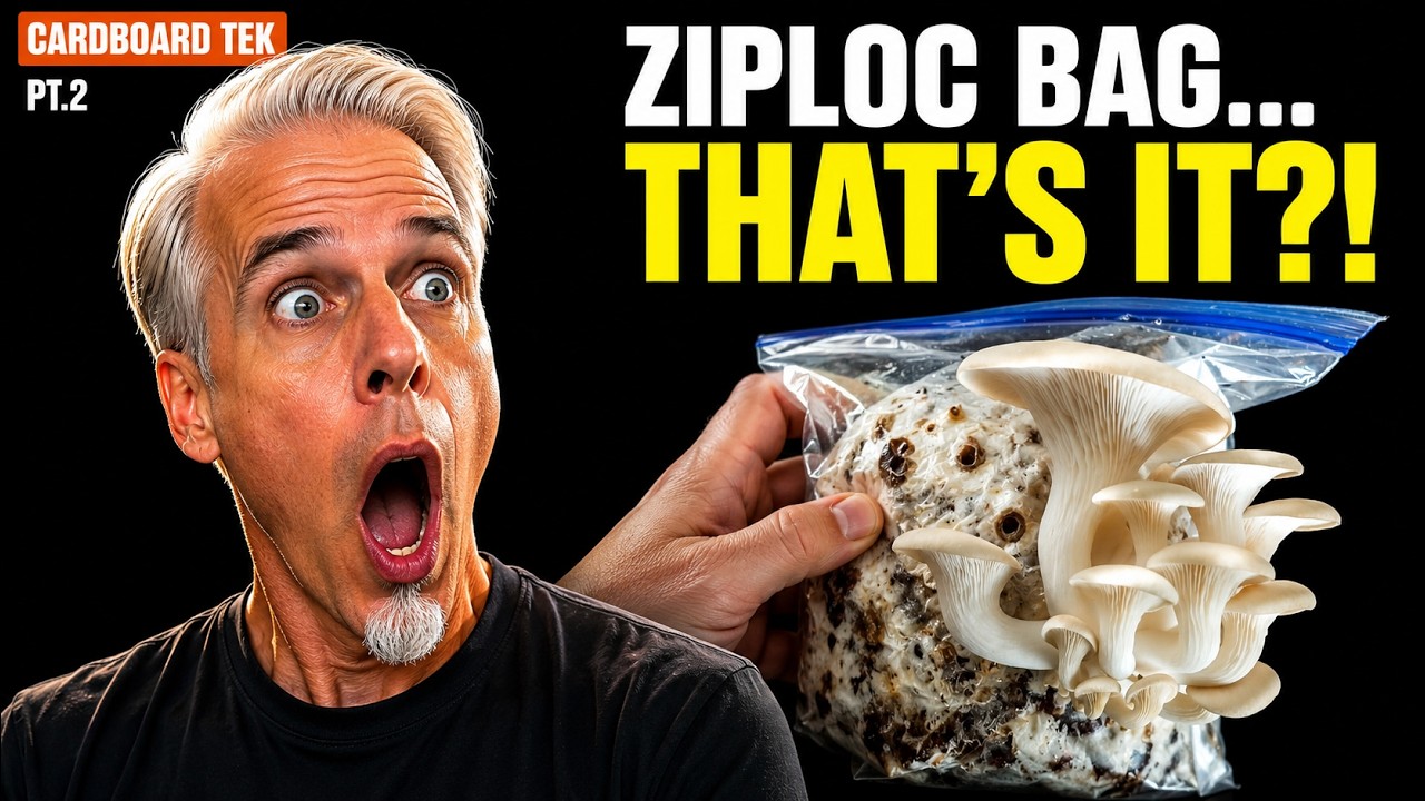 Grow Oysters on Cardboard Boxes - Ziploc Grow Bags