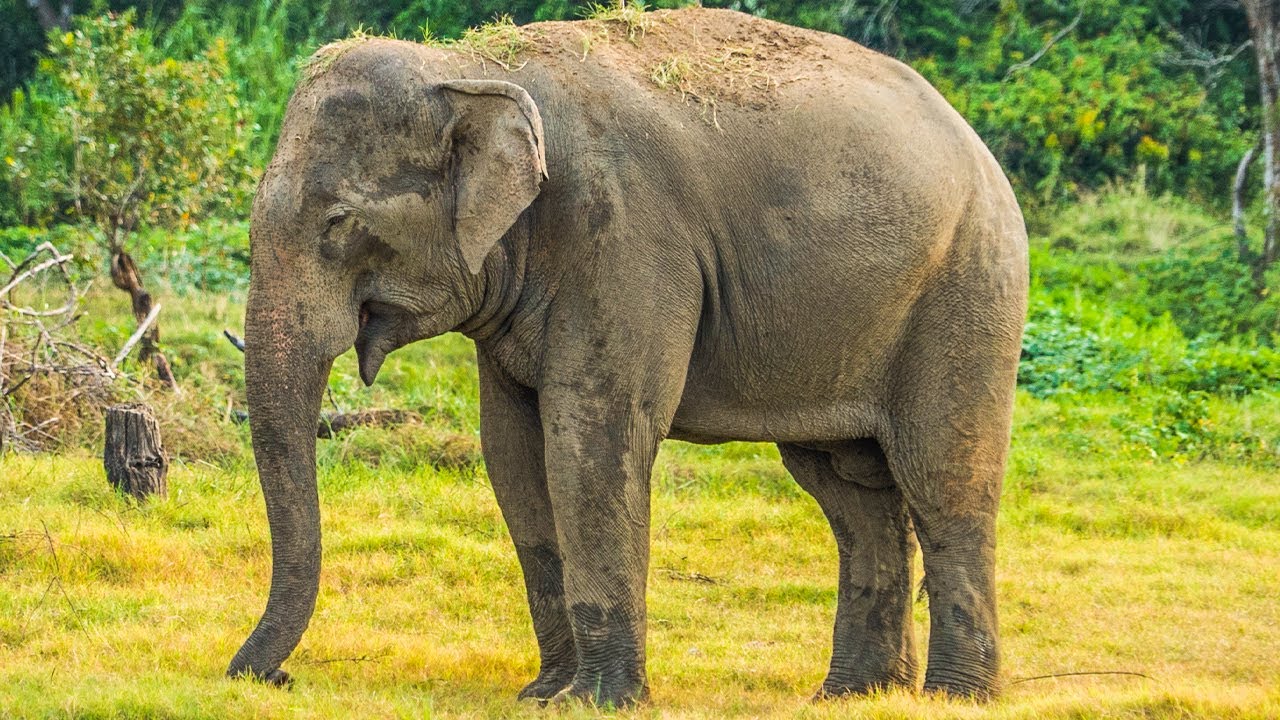 Human-Elephant Conflict Conservation at The Great Elephant Project | The Great Projects