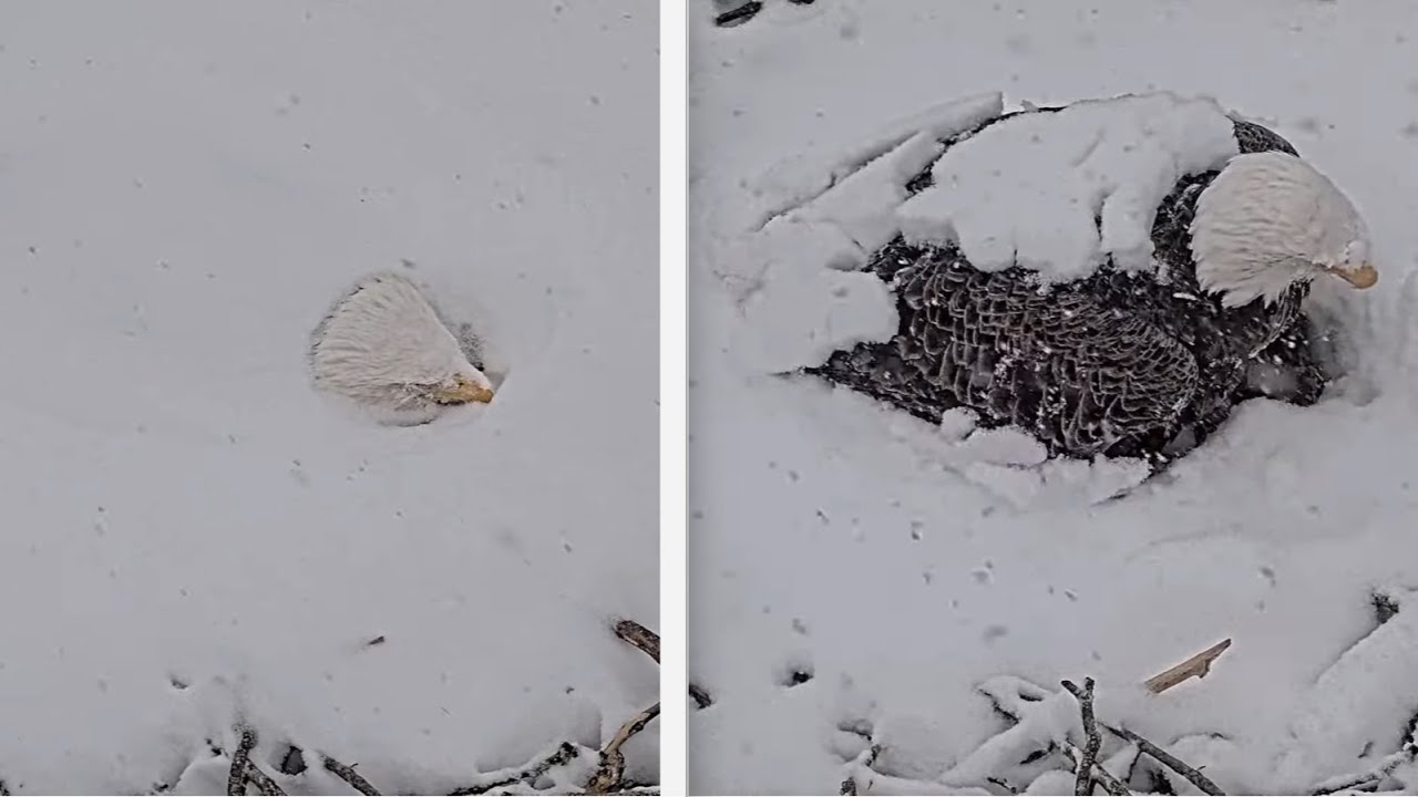DF Eagle Cam - Ma Duke weathers winter storm Fern keeping her eggs warm 2006-01-25 ❄ ❄