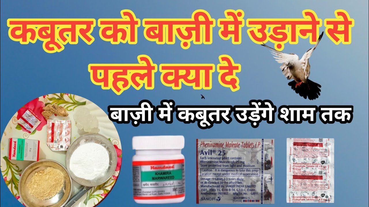 कबूतर को बाज़ी में उड़ाने से पहले क्या दे || बाज़ी में कबूतर उड़ेंगे शाम तक
