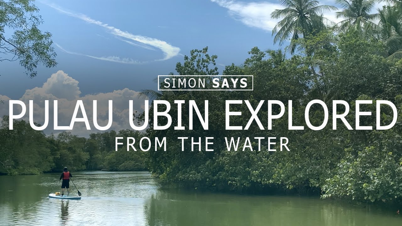 The Mangroves of Pulau Ubin (featuring Alley Cat) | Simon Says