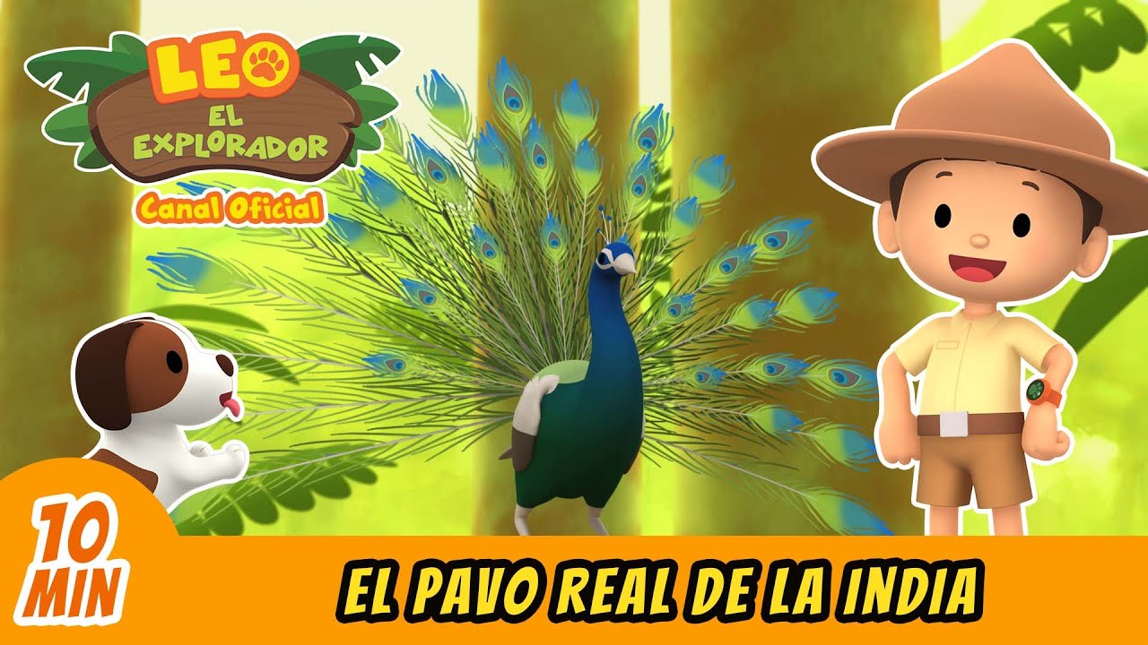 El Pavo Real de la India (Español) - Leo, El Explorador Episodio | Animación - Familia - Niños
