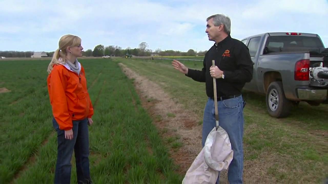 Insect Sampling Techniques