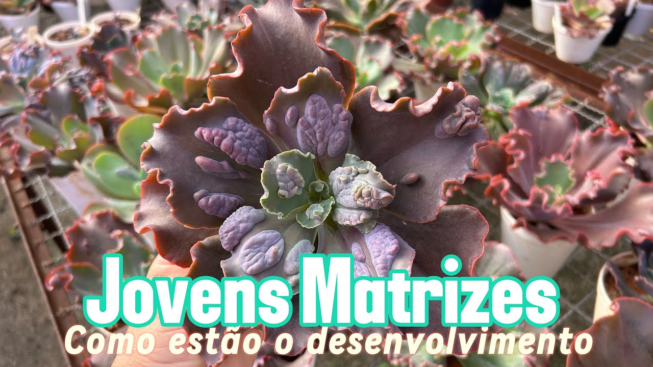 Jovens matrizes,como estão se desenvolvendo 