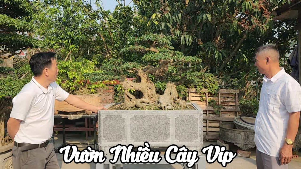Thăm nhà vườn Dũng Thủy ở Đông hưng Thái bình 