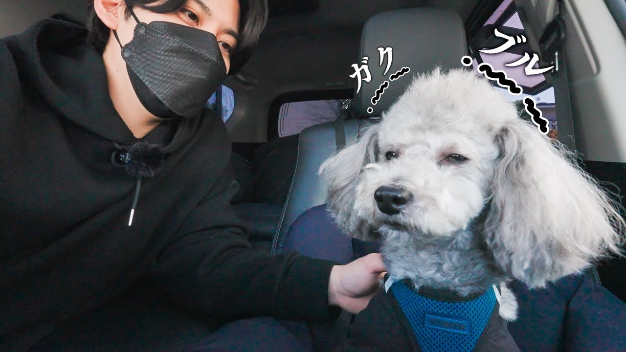 🐶納車したデカい車に緊張して震えが止まらないトイプードル【キャンプ車中泊】