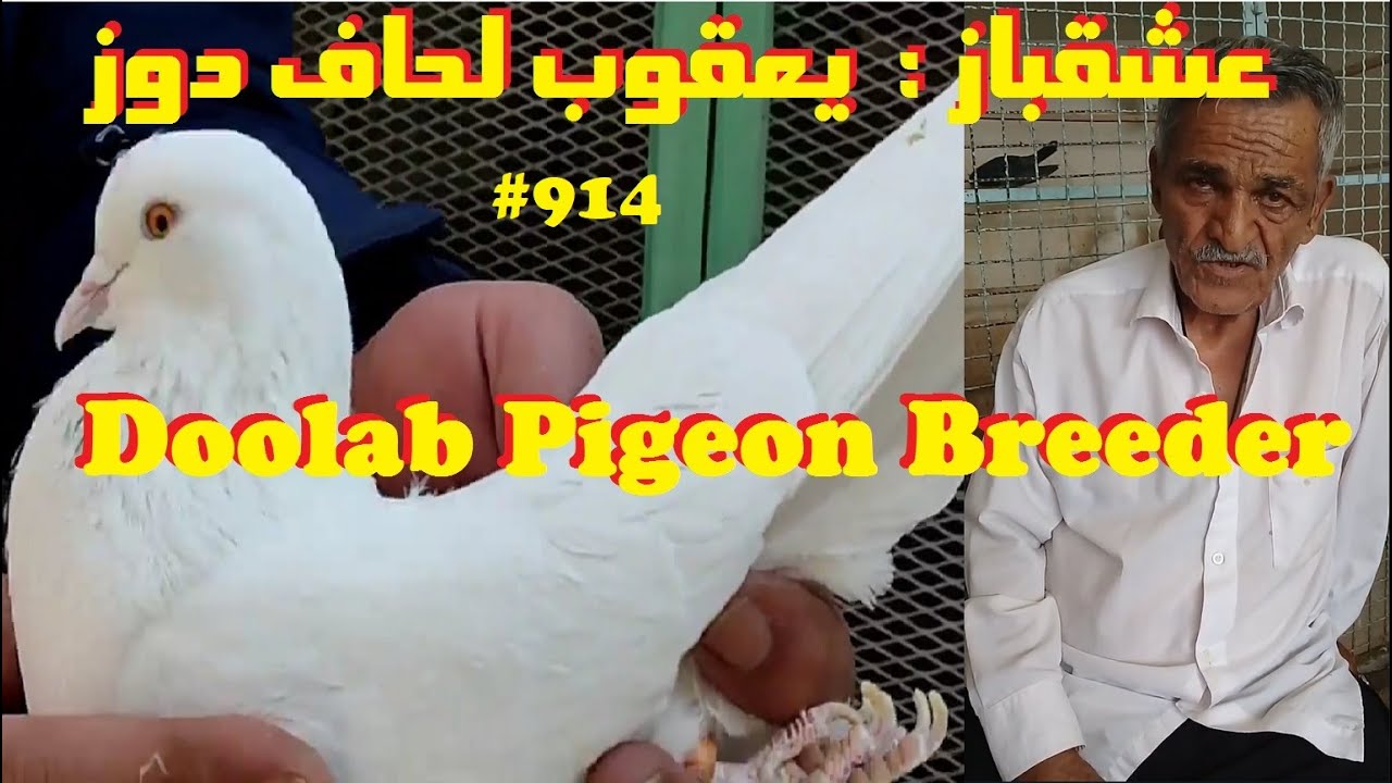 مصاحبه با عشقباز قدیم کبوتر دولاب آقای یعقوب بابایی با صفر باخت در گروها OLD DOOLAB PIGEONS BREEDER