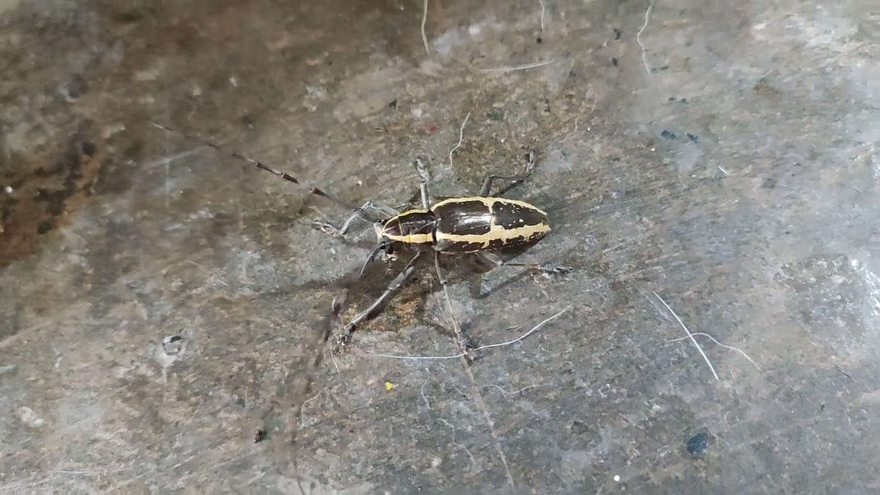 Round headed Apple Tree Borer is in da Haus 🙂‍↕️the head bangers