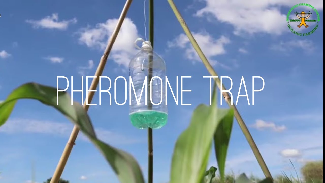 Fall armyworm | Pheromone trap | Pest management