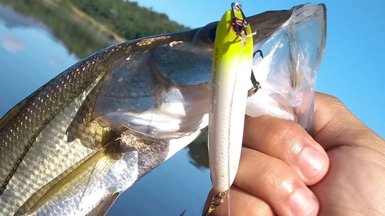OS ROBALOS PIRAM COM ESSA ISCA🤩. Pescaria