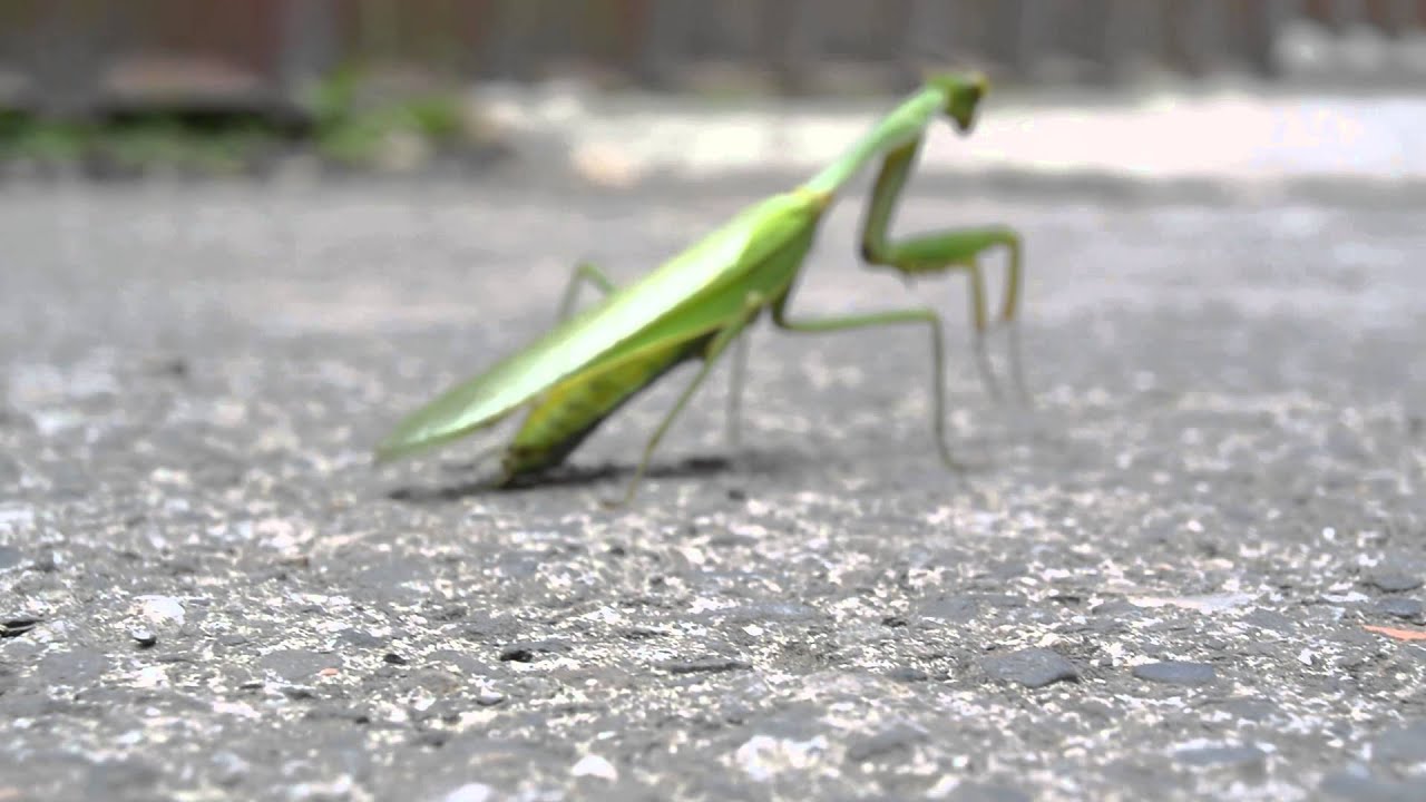 Nikon 1 S1 Autofocus Test (Praying Mantis)
