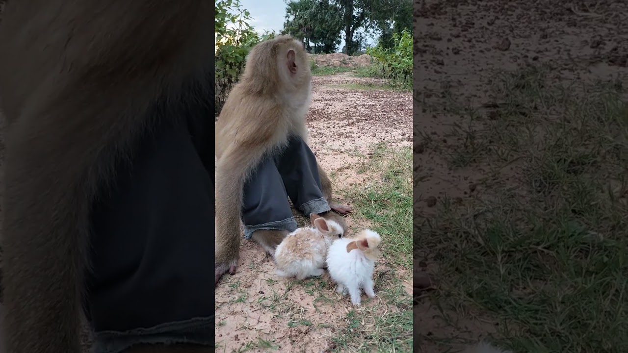 Oh My God ! SokYaa Carrying Cute Rabbits Too Careless 