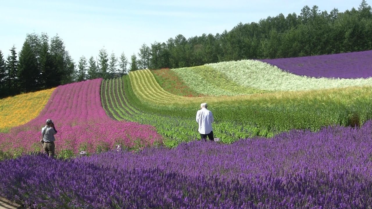 【Hokkaido】富良野･美瑛への旅 Trip to Furano and Biei