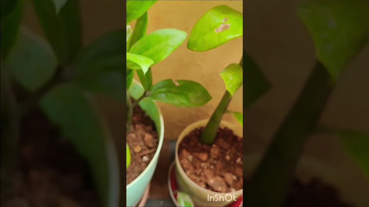 zz plant care in winter 