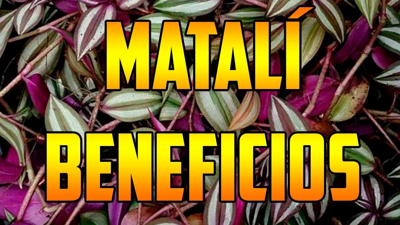 MATALI #benefits Tradescantia zebrina 🌿 &iquest;PARA QUE SIRVE ? 🌿Usos🌿  #plants 🌿 #nature