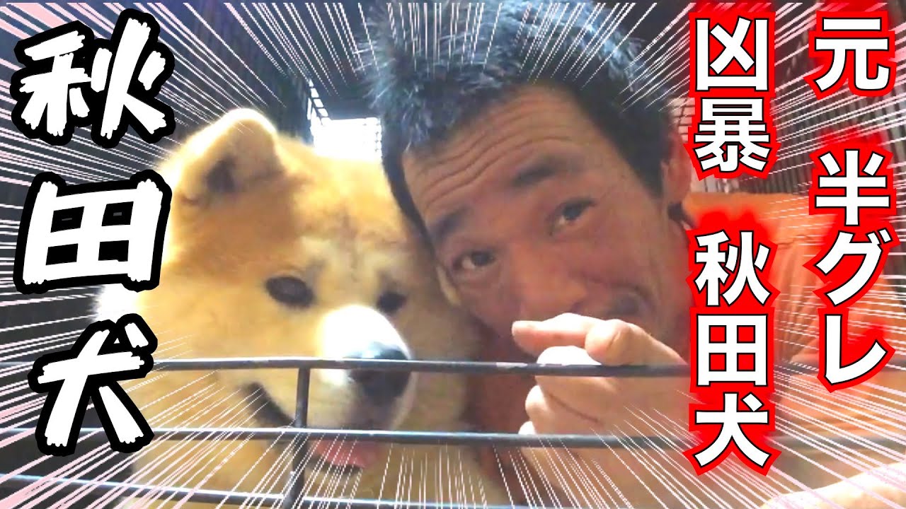 人生を変えた秋田犬「命」（アキラ）総集編