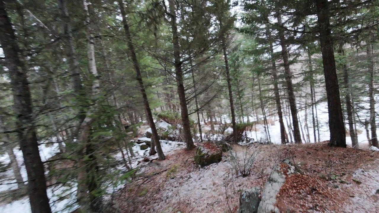 Flight Vlog #57  -  Just give'r eh...  Quick rip through the woods! (@ the cabin) - DJI NEO2
