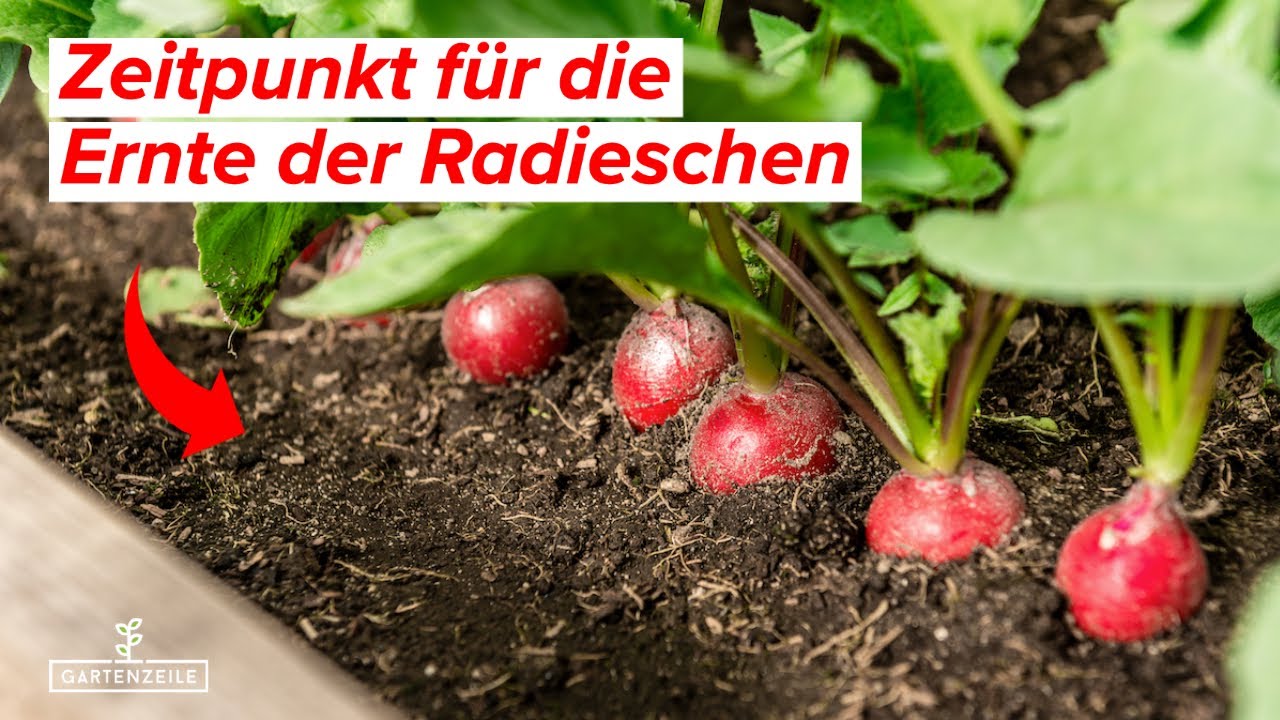 Wann sind Radieschen reif? - Der perfekte Zeitpunkt f&uuml;r die Ernte deiner Radieschen!