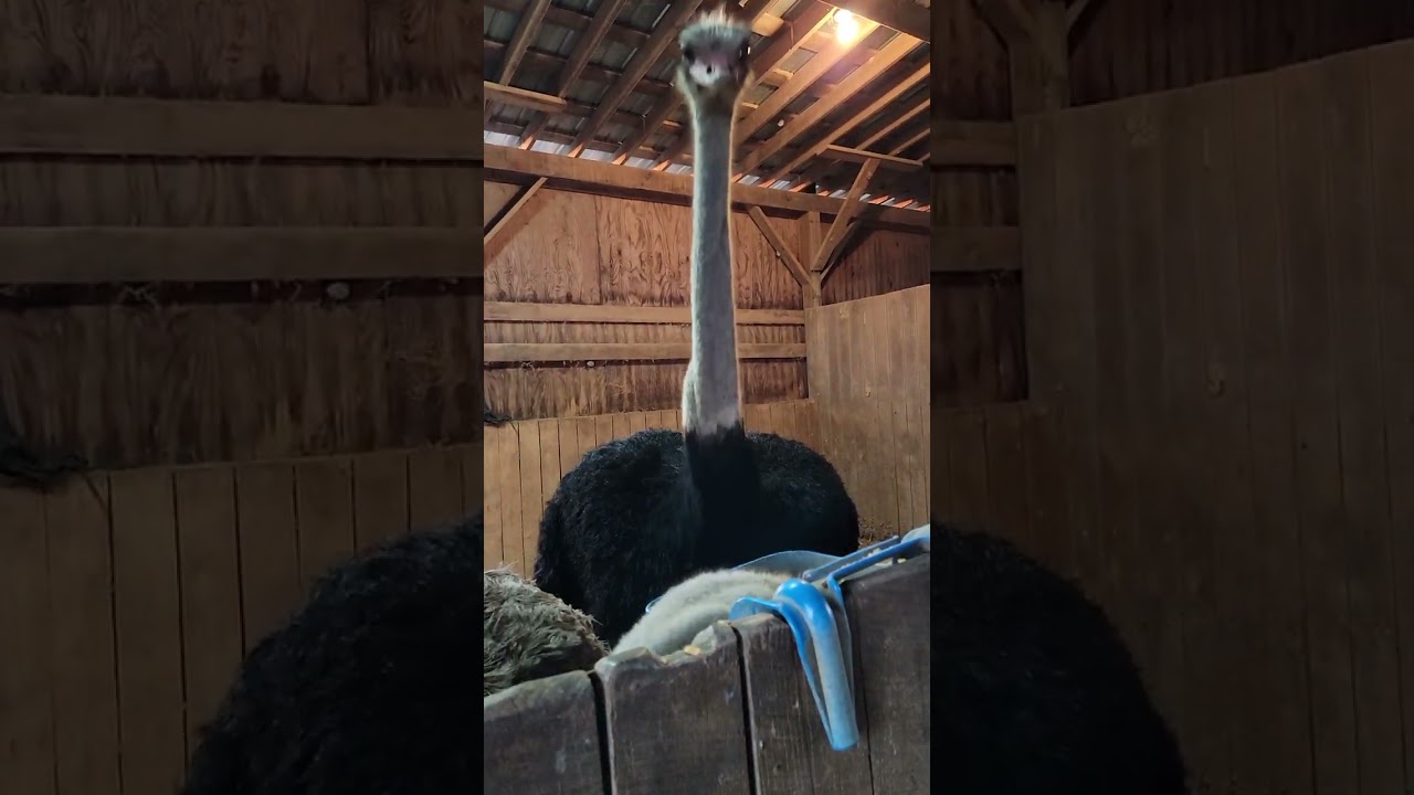 Are ostriches easy to care for?