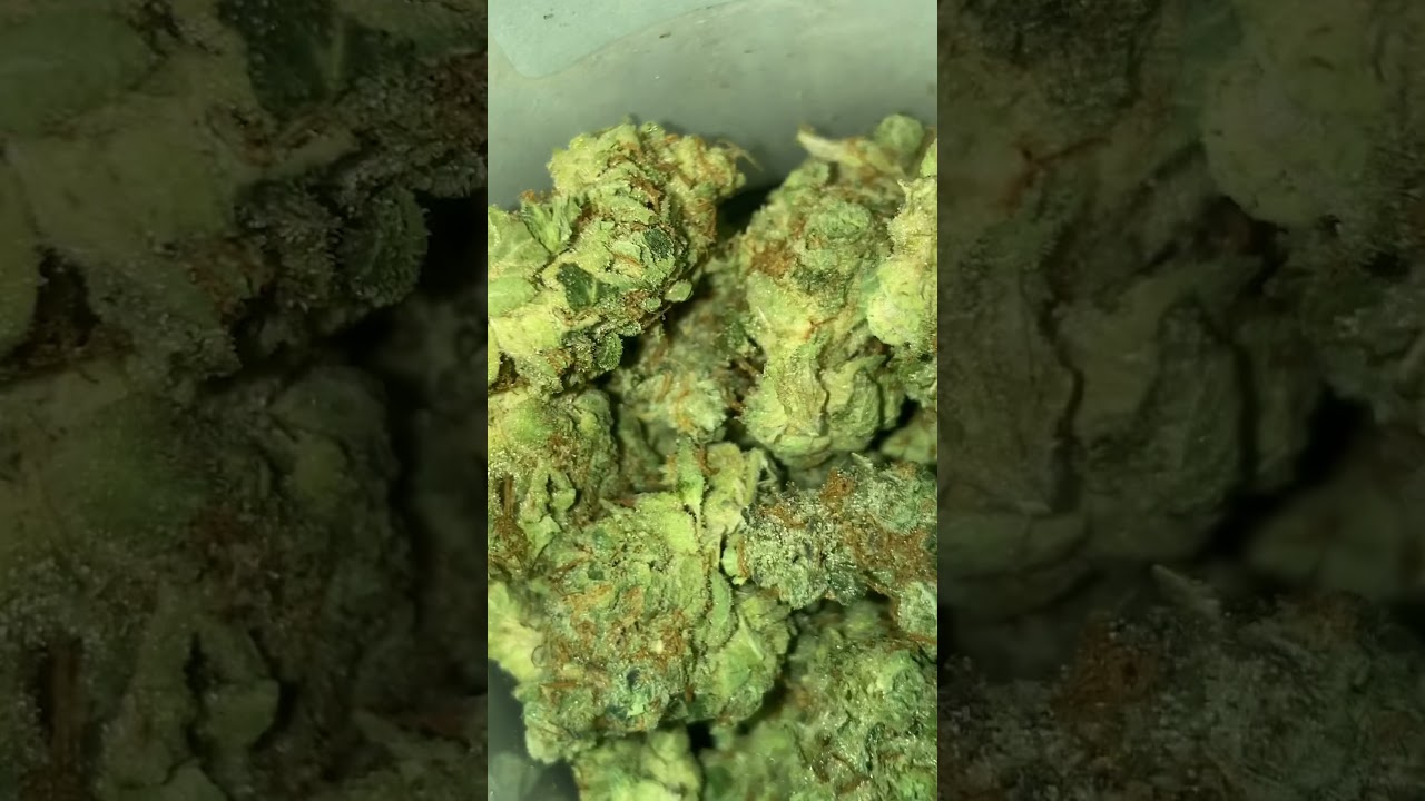 GMO aka Garlic Cookies Cannabis | Grown by Paul's Boutique of Maine