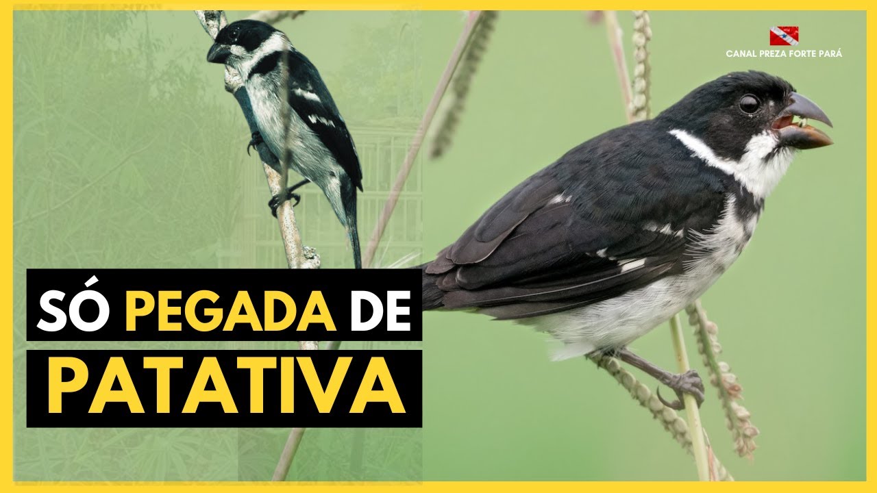 SÓ PEGADA DE PATATIVA - PRESEIRAS