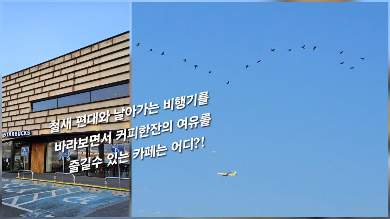 낙동강&철새&비행기착륙 뷰가 멋있는 부산 스타벅스 명소! 스타벅스 명지강변DT점 탐방!!(feat.철새 편대 비행, 항공기 비행)