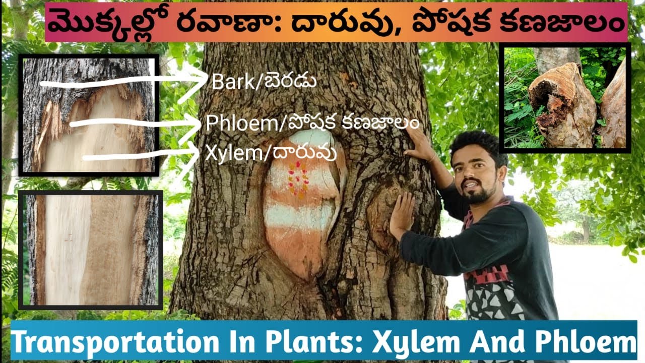 V3 10th Biology: Transportation in plants| Xylem and Phloem| మొక్కల్లో రవాణా: దారువు| పోషక కణజాలం