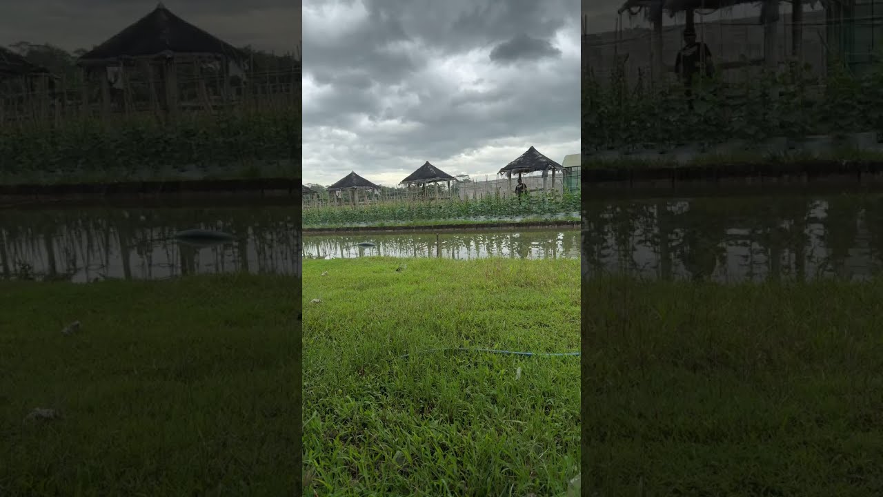 cucumber cultivation #fypyoutube #pemuda kreatif sedang live sekarang!