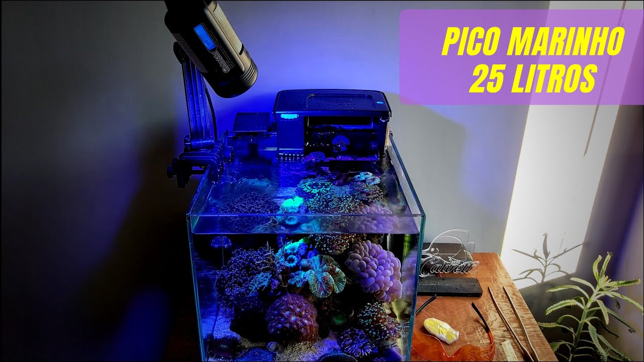 Aquário marinho 25 litros respondendo às dúvidas!